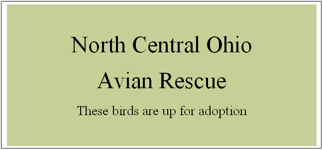 Text Box: North Central Ohio 
Avian Rescue
These birds are up for adoption
